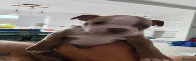 Boston Terrier 1