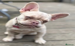 French Bulldog dogs for sale: Cracking frenchie pup  - Image 1