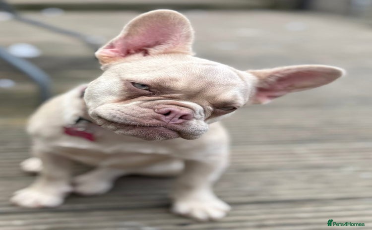 French Bulldog dogs - Advert 1