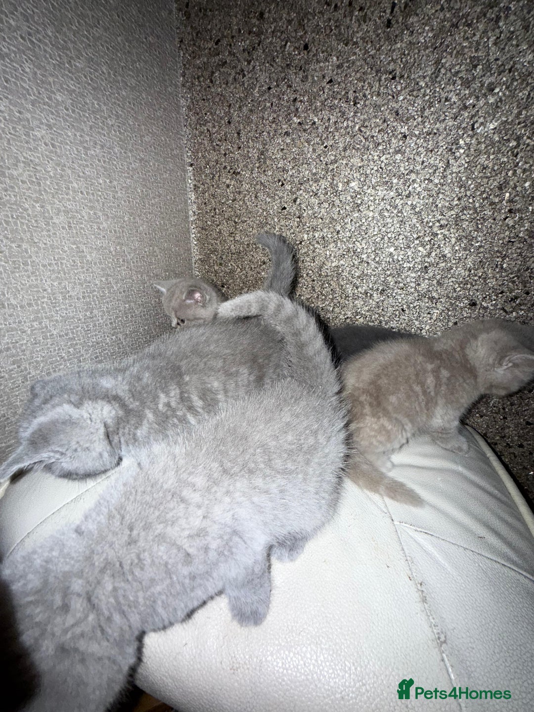 British Shorthair cats for sale: British Shorthair kitten  - Image 19
