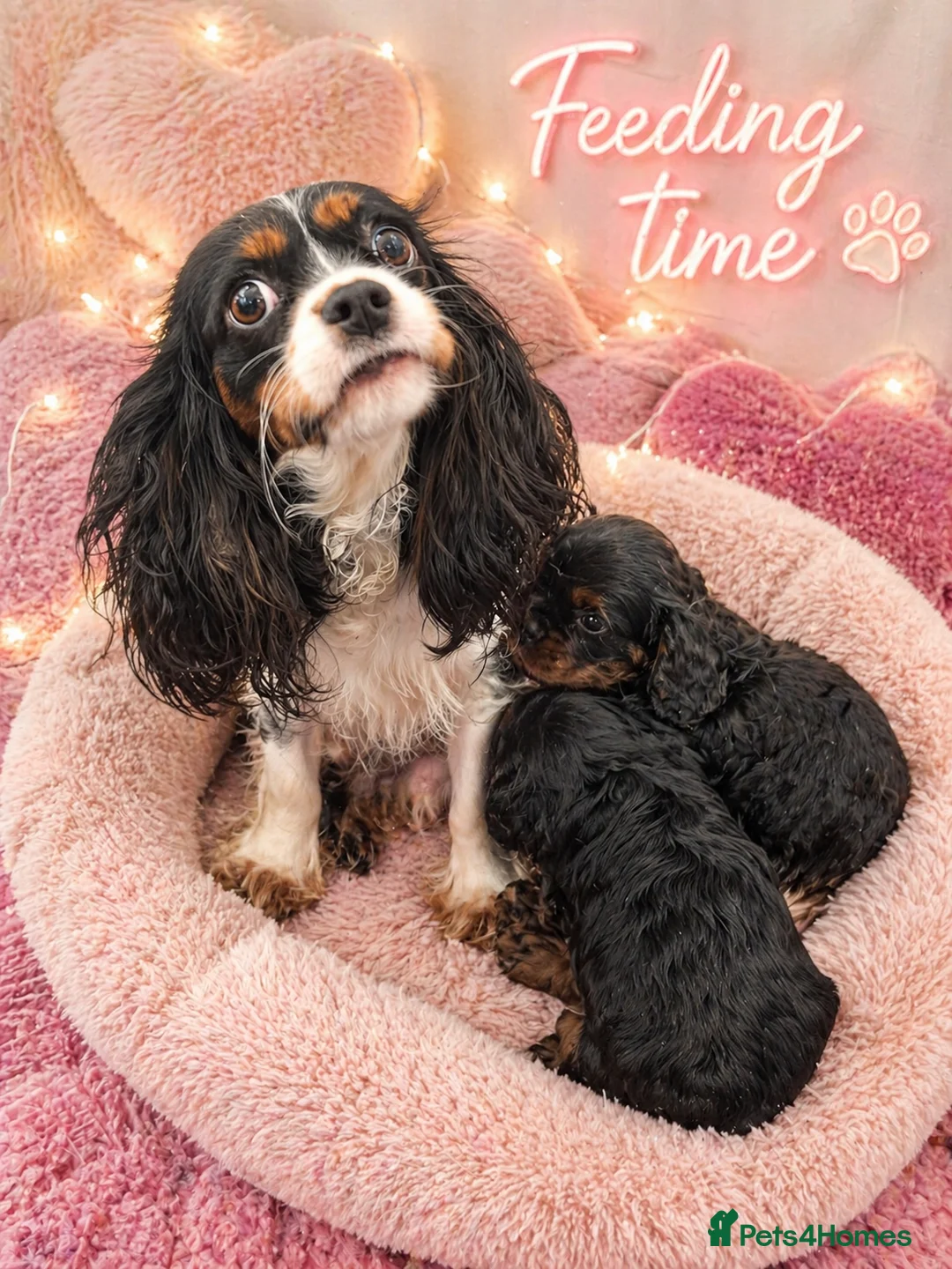 Cavapoo dogs for sale: Cavapoo pups health tested parents boy & girl  - Advert 4