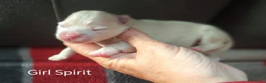 Pomsky 5