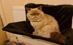Exotic cats for sale: Lovely laid back lady - Image 4