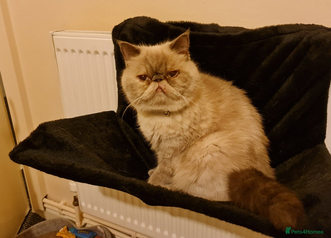 Exotic cats for sale: Lovely laid back lady - Image 4