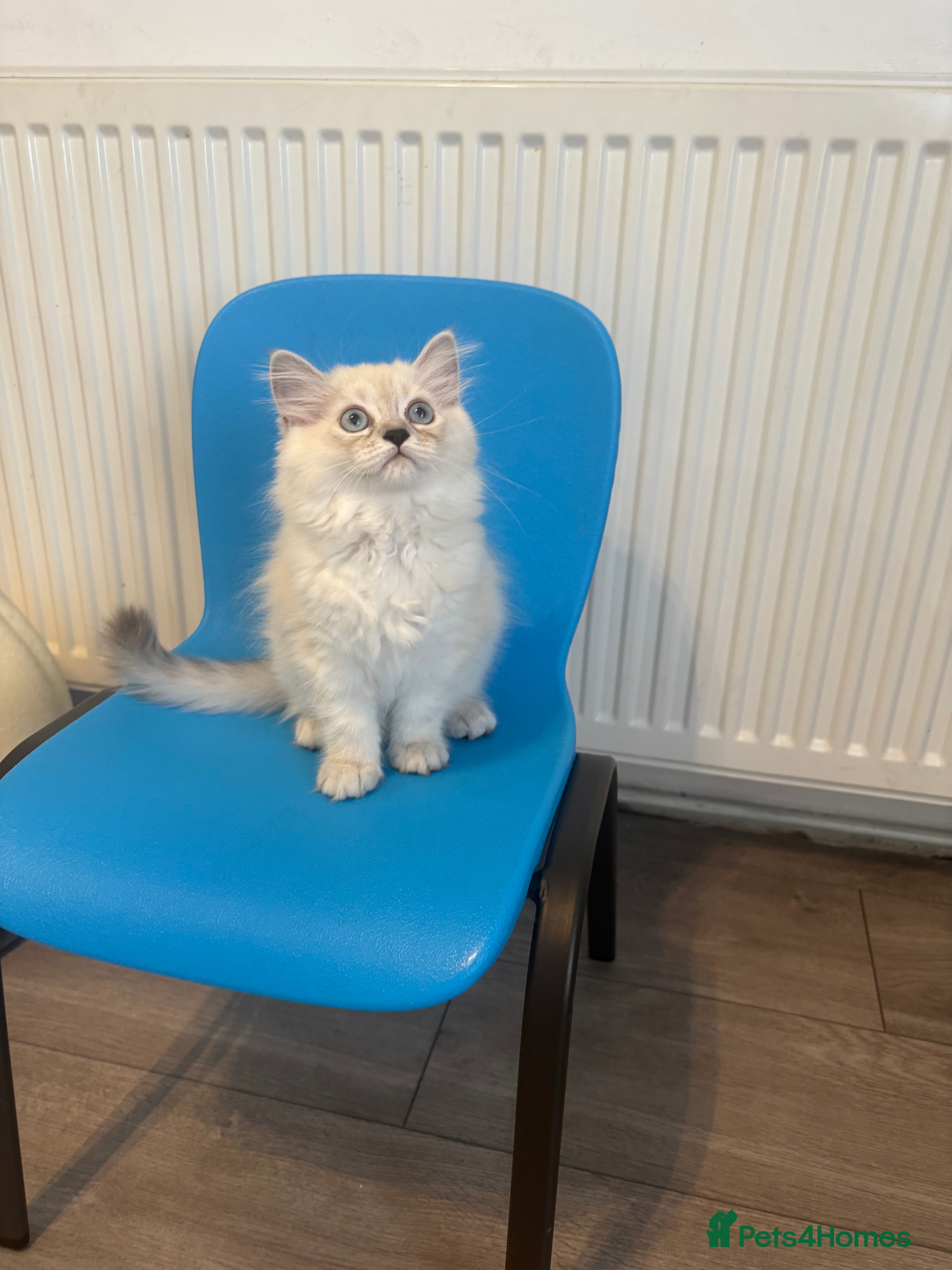 Ragdoll cats Ragdoll kitten  - Advert 2