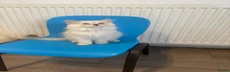 Ragdoll cats for sale: Ragdoll kitten  in London - Advert 2