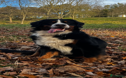 Bernese Mountain Dog dogs for stud: Bernese Mountain Dog for stud in Glasgow - Image 2