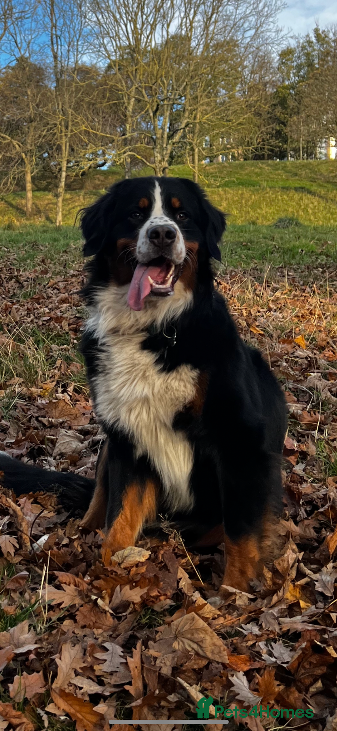 Bernese Mountain Dog dogs for stud: Bernese Mountain Dog for stud in Glasgow - Image 2