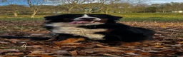 Bernese Mountain Dog dogs for stud: Bernese Mountain Dog for stud in Glasgow - Advert 4