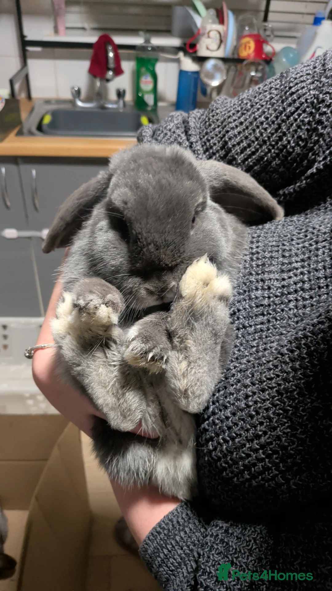 Mini Lop rabbits for sale: Two female mini lop rabbits - Advert 1