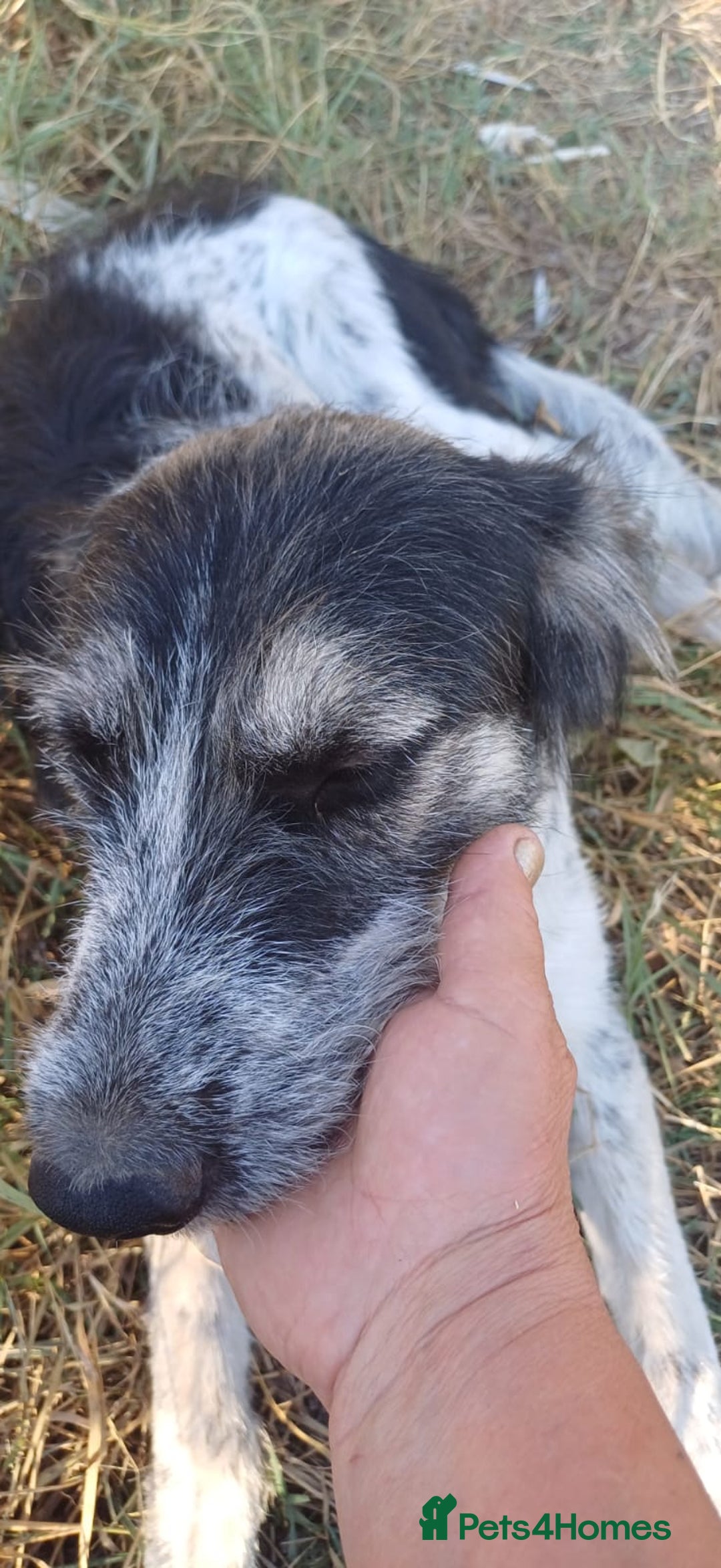 Mixed Breed dogs for adoption: Beautiful & Gentle ADELE needs a Loving Home - Image 3
