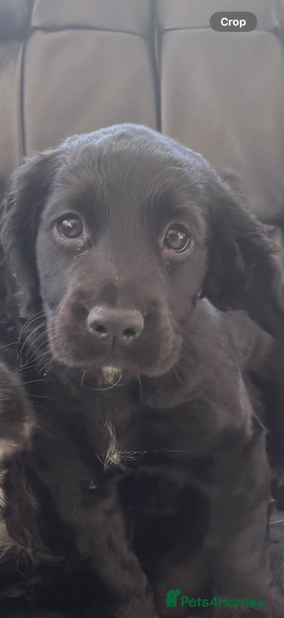 Cocker Spaniel dogs Girl black cocker  - Advert 1