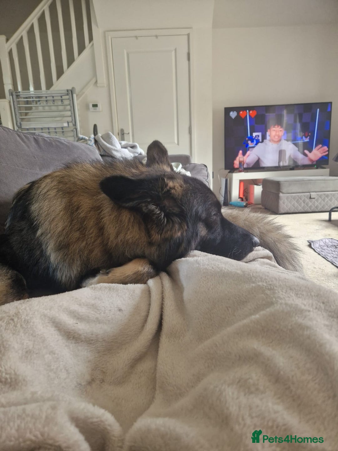 German Shepherd dogs for sale: ACE AND LUNA - Image 6