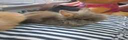 Lionhead rabbits for sale: 7 baby lionheads for sale - Advert 7