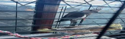 Cockatiels birds for sale: Bonded pair silly tame pearl and whiteface  - Advert 4