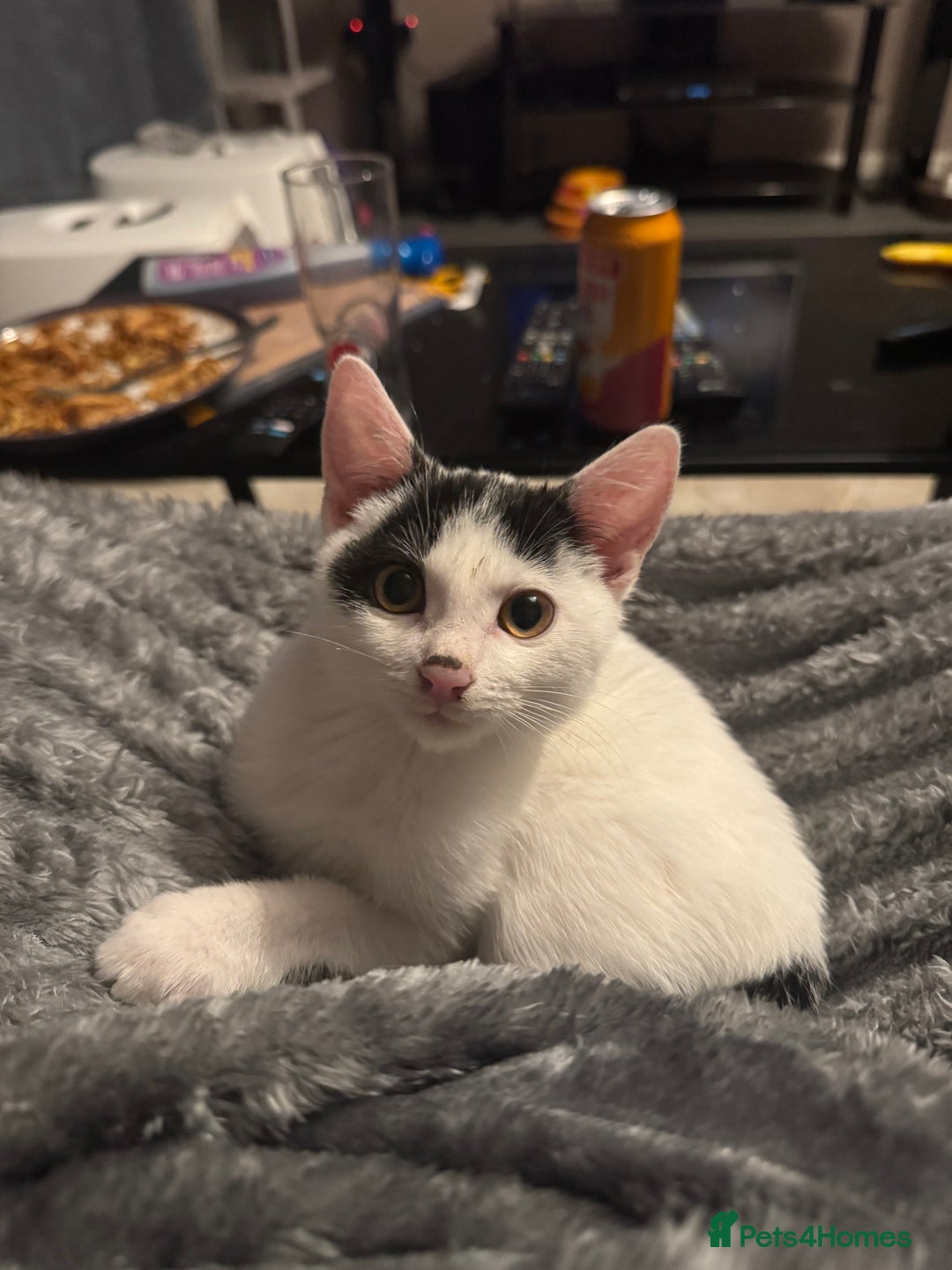 American Shorthair cats for sale: Mr Rhys  - Image 1