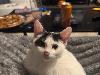 American Shorthair cats for sale - Advert 1