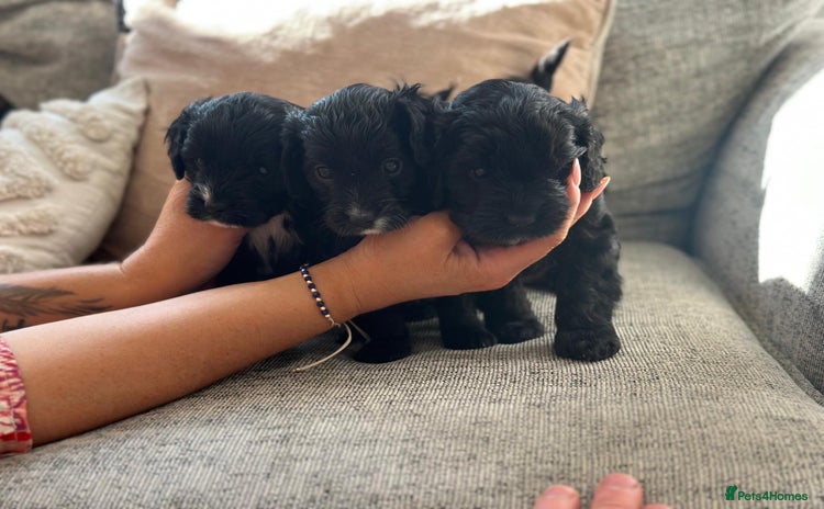 Cavapoo dogs - Advert 4