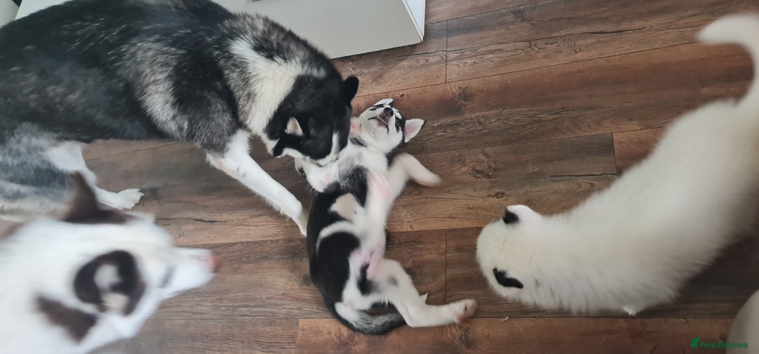 Siberian Husky dogs for sale: Siberian Husky for sale - Image 8