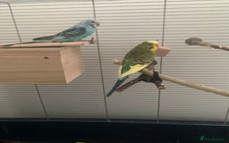 Budgerigars birds for sale: Budgies for sale-INCLUDING TOYS,CAGE,FOOD/WATER - Image 1