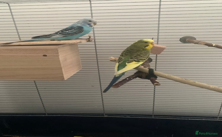 Budgerigars birds - Advert 3