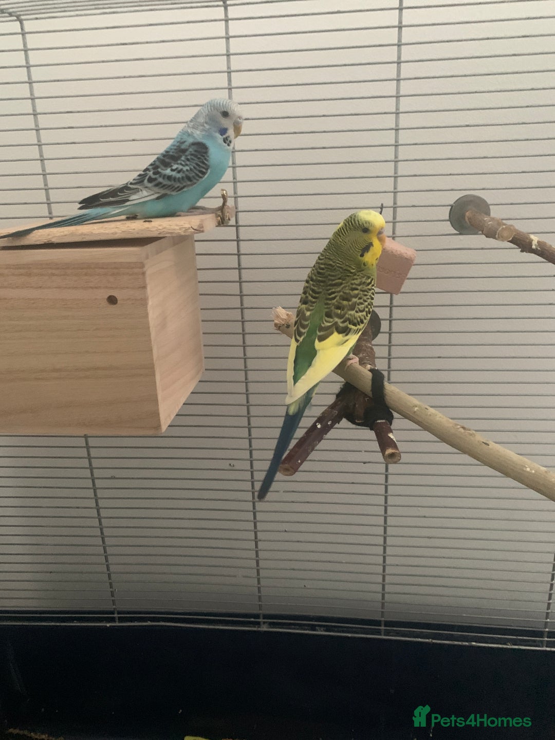 Budgerigars birds for sale: Budgies for sale-INCLUDING TOYS,CAGE,FOOD/WATER - Image 1