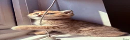 British Shorthair cats for sale: GCCF Registered Golden BSH Kittens | ny12 & by12 - Advert 21