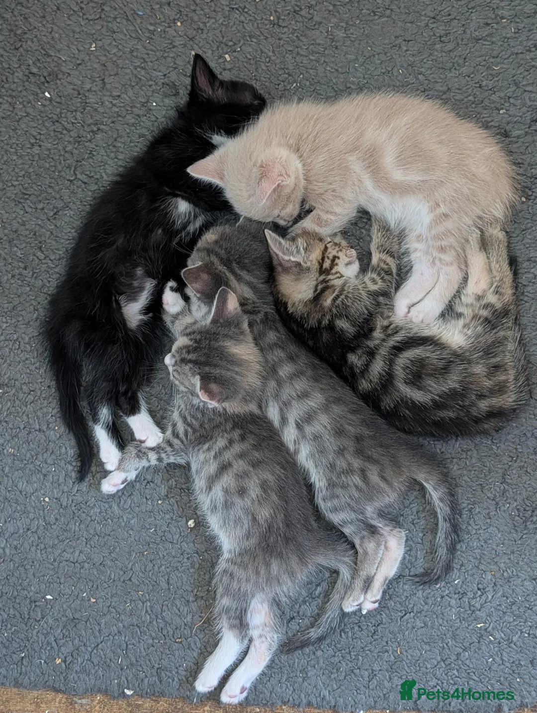 Mixed Breed cats for sale: 5 mixed breed kittens ready for new homes  - Advert 10
