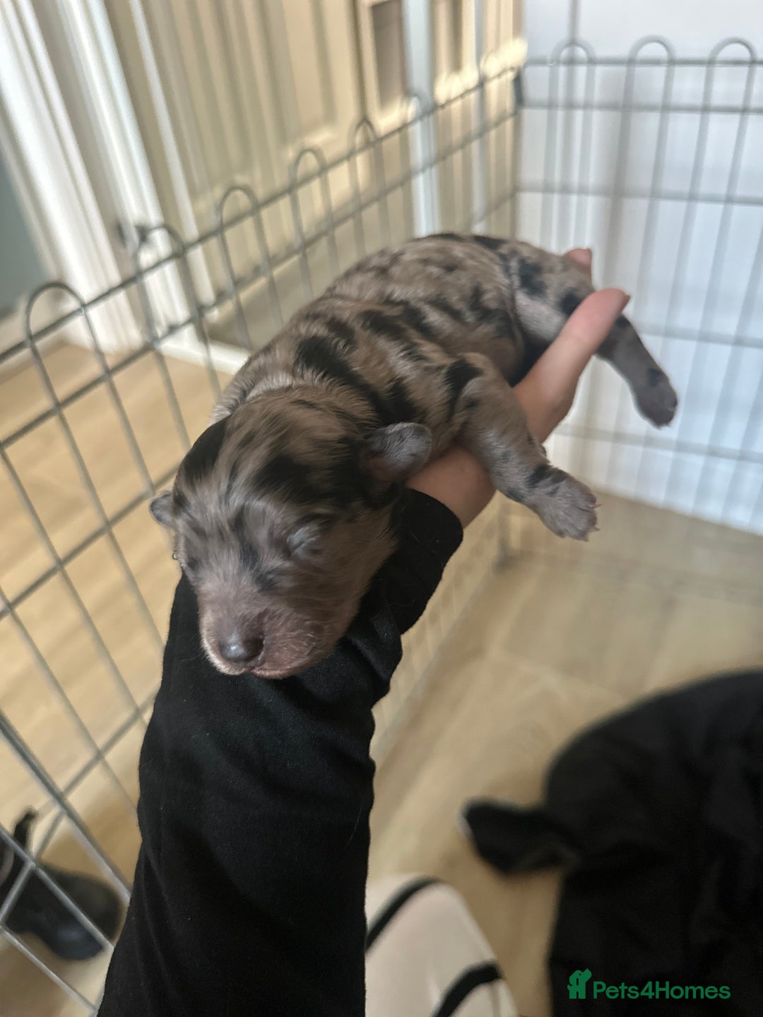 Cockapoo dogs for sale: 5 gorgeous cockapoos - Image 9