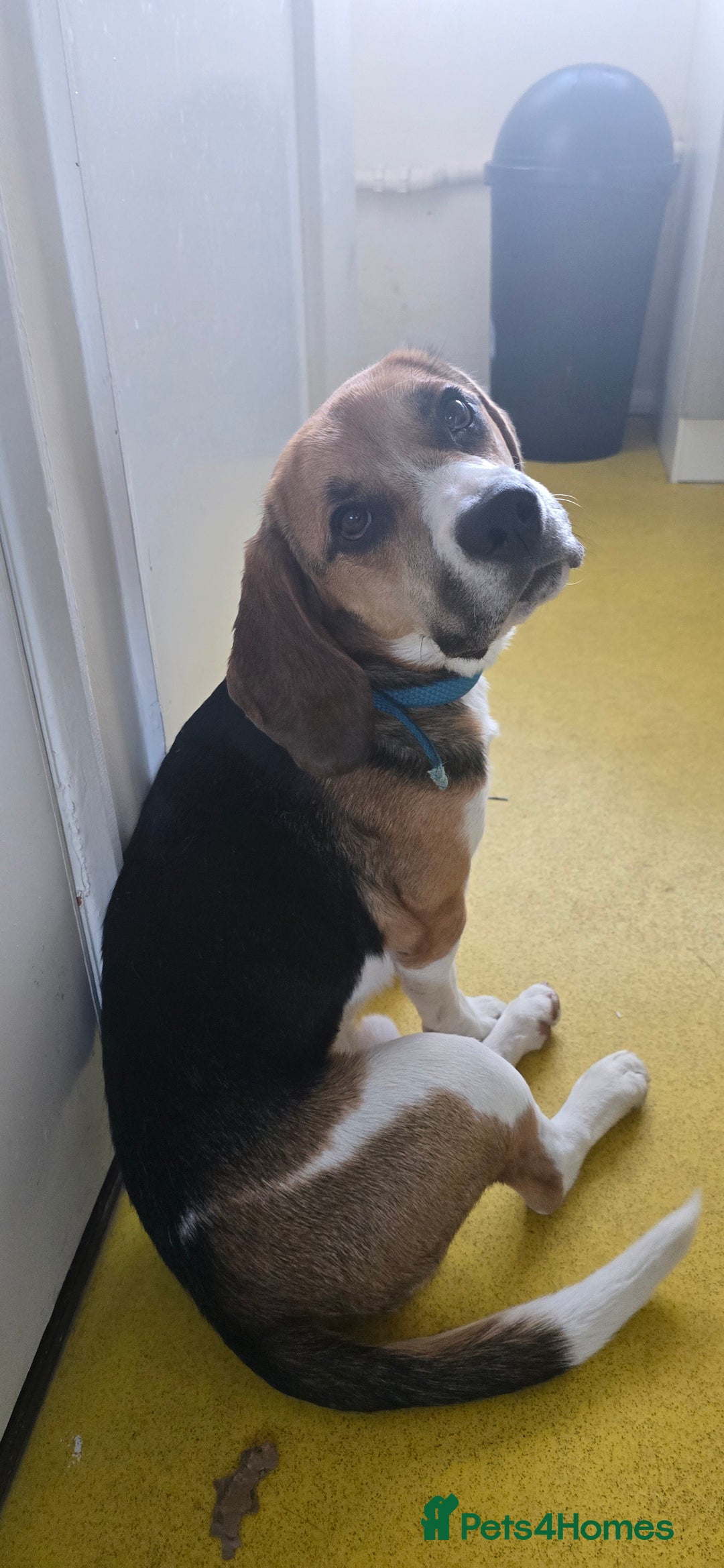 Beagle dogs for sale: Marlo the beagle  - Image 2