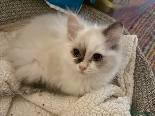 Ragdoll cats Ragdoll female kitten READY NOW - Advert 1