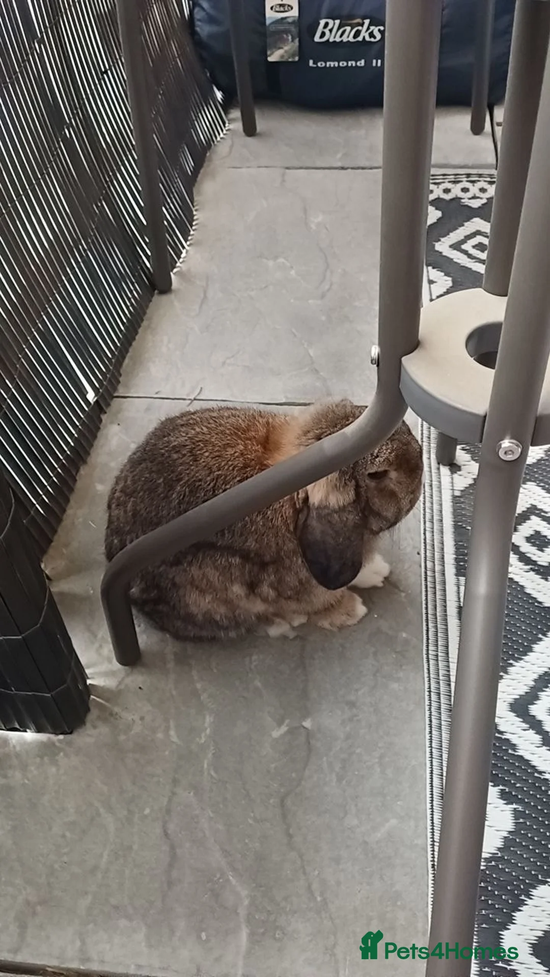 Mini Lop rabbits for sale: Gorgeous Neutered Mini Lop Looking For Companion - Advert 7