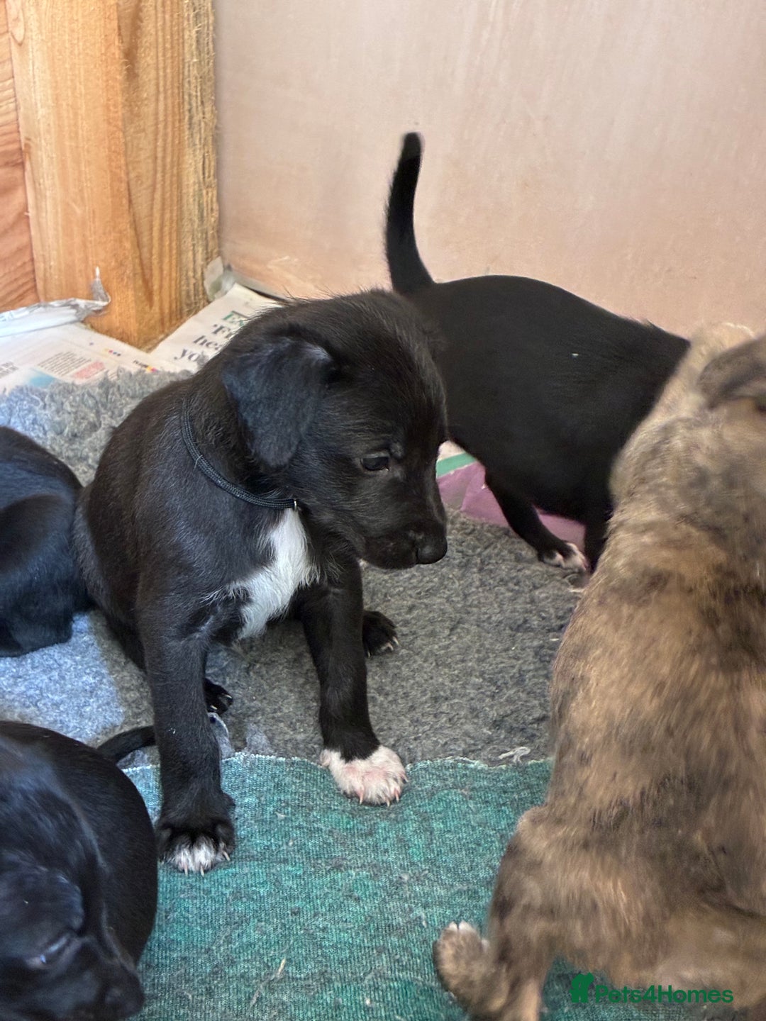 Mixed Breed dogs for sale: Bedlington Whippet Puppy - Image 1