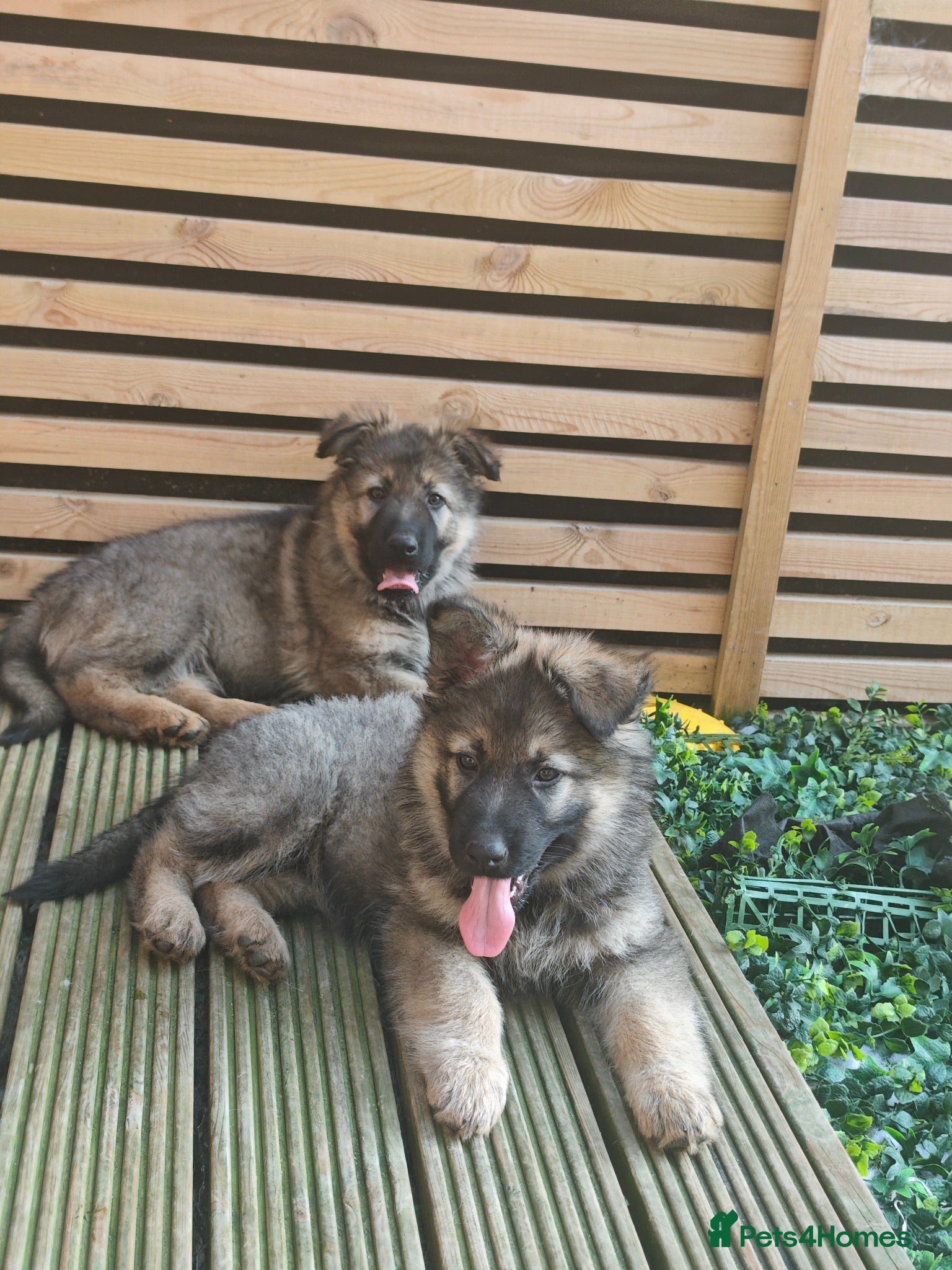German Shepherd dogs for sale: 3 Purebred Pups XL Long-Hair GSD Girl Puppies - Advert 5