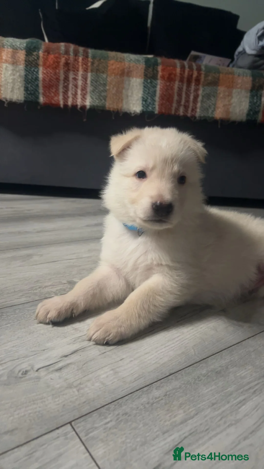 German Shepherd dogs for sale: German shepherd puppies - Advert 2