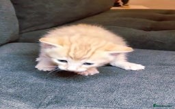 Bengal cats for sale: Absolutely Stunning Bengals  - Image 11