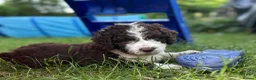 Spanish Water Dog dogs for sale: Spanish Water Dog 1 boy remaining - Advert 3