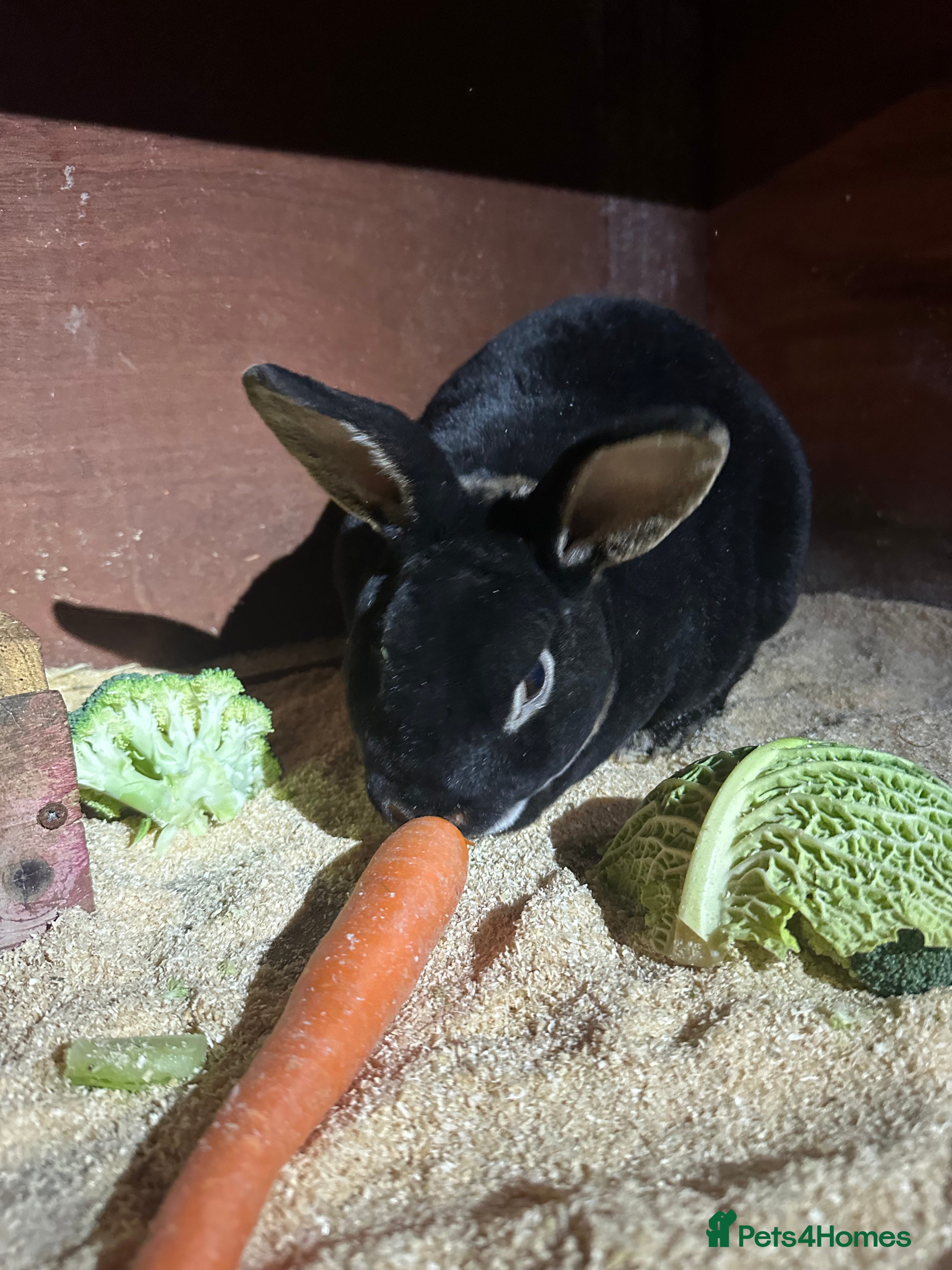 Rex rabbits Stunning Rex bucks  - Advert 13