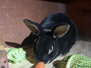 Rex rabbits Stunning Rex bucks - Advert 13