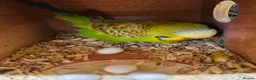 Budgerigars birds for sale: Various proven breeding pair budgies  - Advert 7