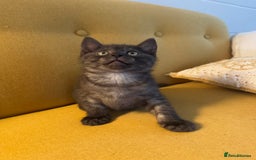 Siberian cats for sale: Beautiful Siberian Mix Kitten - Ready Soon!  - Image 2