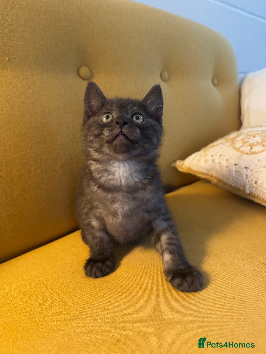 Siberian cats for sale: Beautiful Siberian Mix Kitten - Ready Soon!  - Image 2