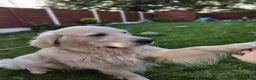 Golden Retriever dogs for sale: Golden retriever puppies KC reg  - Advert 2