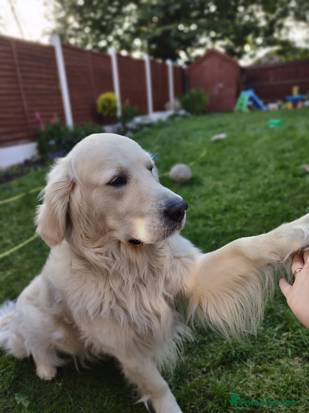 Golden Retriever dogs for sale: Golden retriever puppies KC reg  - Advert 2