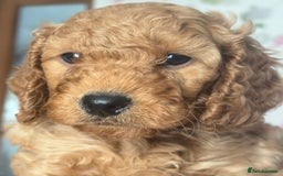 Cockapoo dogs for sale: Adorable Cockapoo Puppies - Image 4
