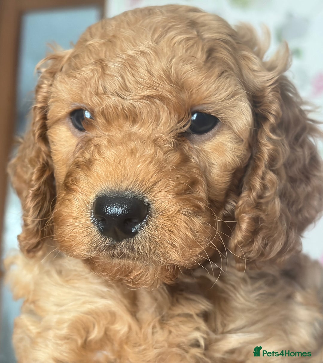 Cockapoo dogs for sale: Adorable Cockapoo Puppies - Image 4