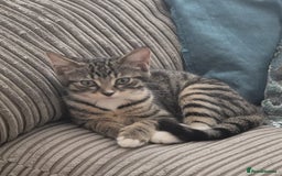Brazilian Shorthair cats for sale: Loving 4-Month-Old Kitten Looking for Forever Home - Image 4