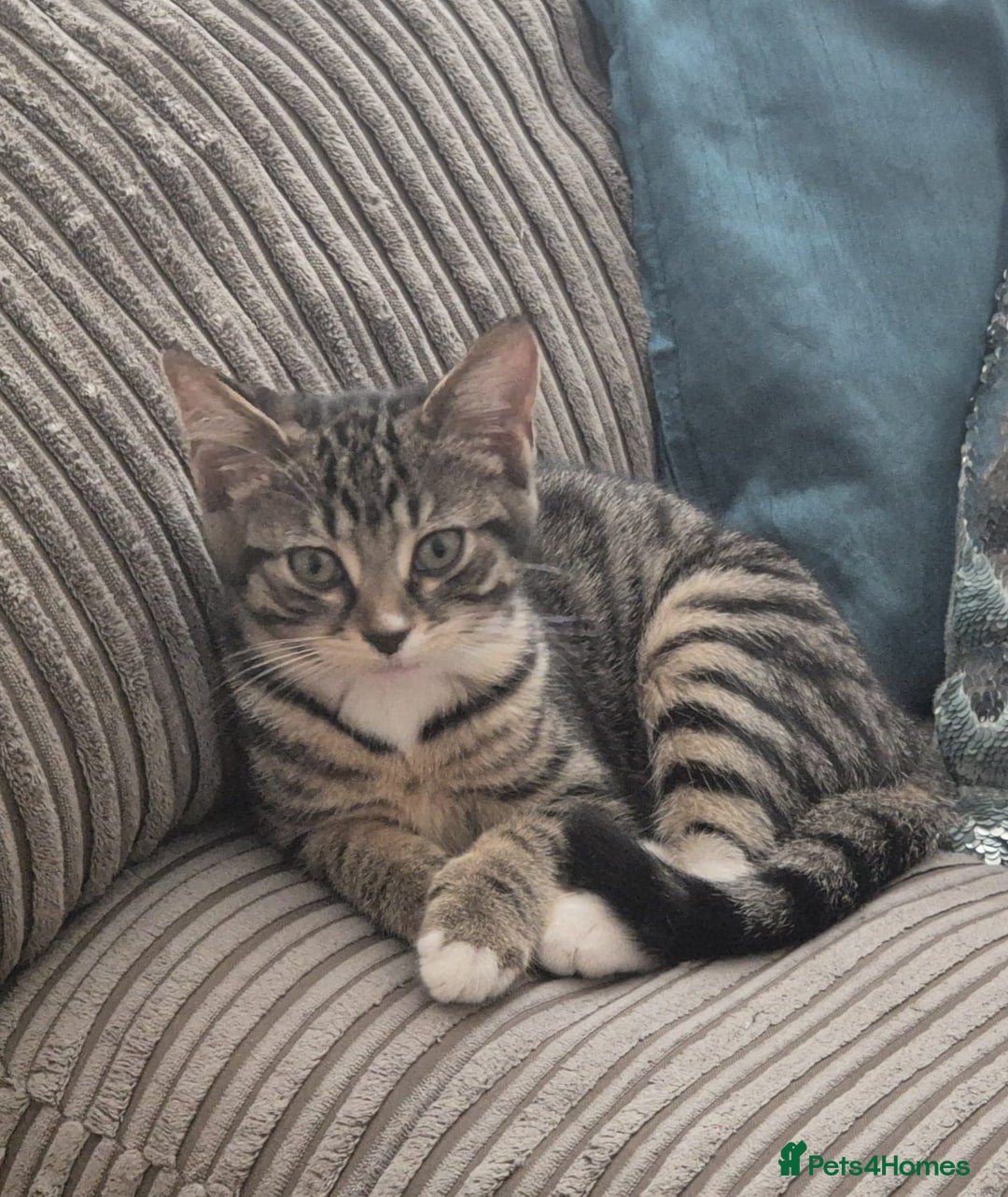 Brazilian Shorthair cats for sale: Loving 4-Month-Old Kitten Looking for Forever Home - Image 4