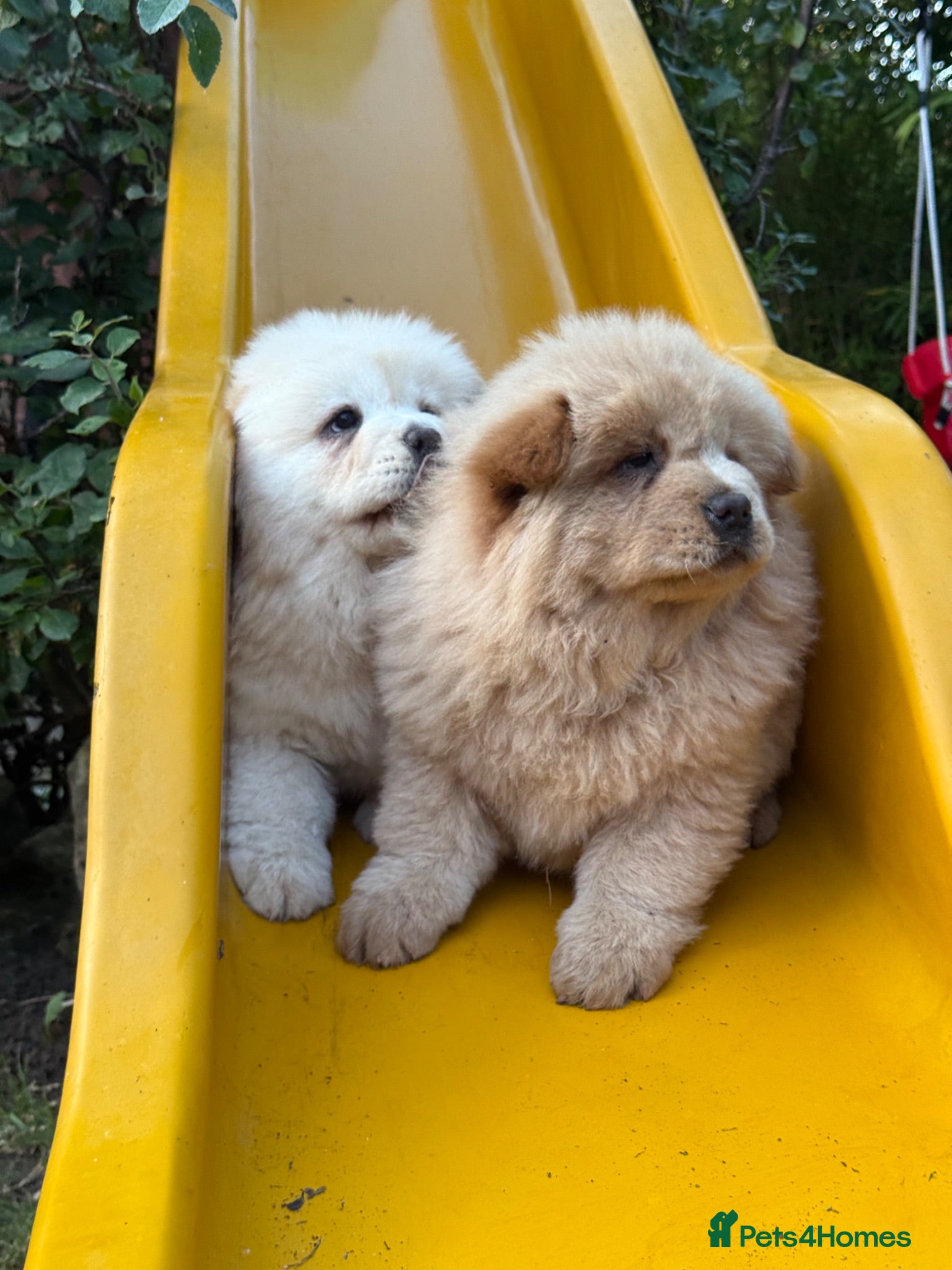 Chow Chow dogs Beige chow chow  - Advert 18