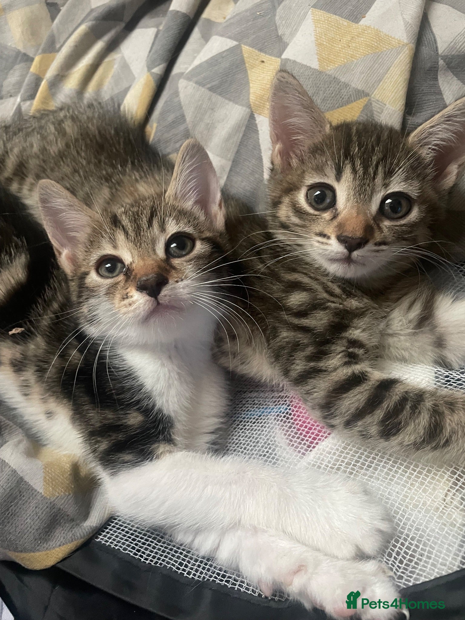 Mixed Breed cats 2 beautiful kittens  - Advert 3